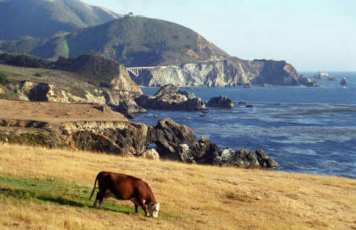 Big Sur Cow by James B Toy. Click to enlarge or purchase.