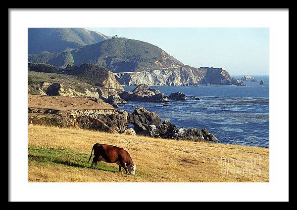 Big Sur Cow by James B Toy. Click to view or purchase.