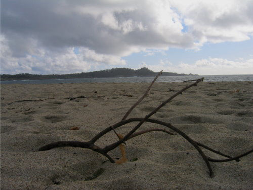 Branch On A Beach by James B Toy. Click to enlarge or purchase.