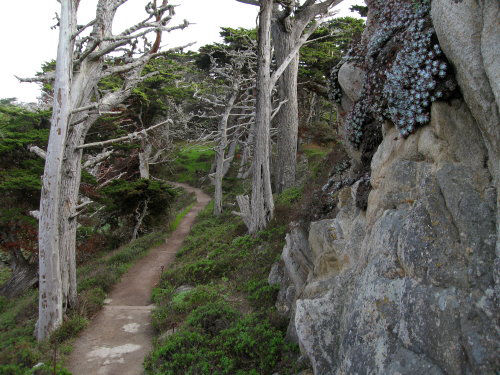 Cypress Grove Trail at Point Lobos by James B Toy. Click to enlarge or purchase.