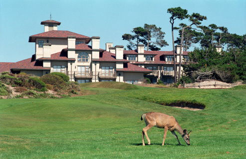 Deer At Spanish Bay by James B Toy. Click to enlarge or purchase.