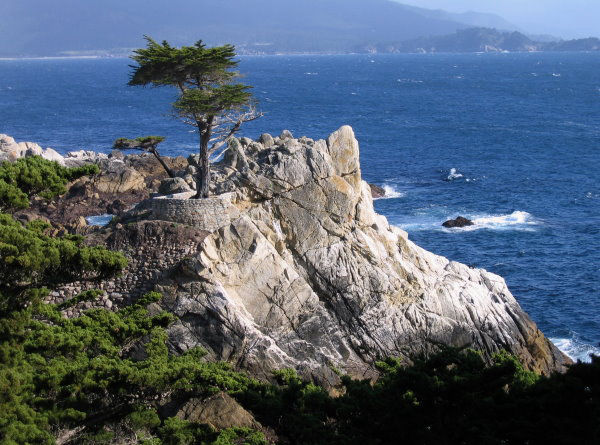 Midway Point (aka The Lone Cypress) by James B Toy. Click to enlarge or purchase.
