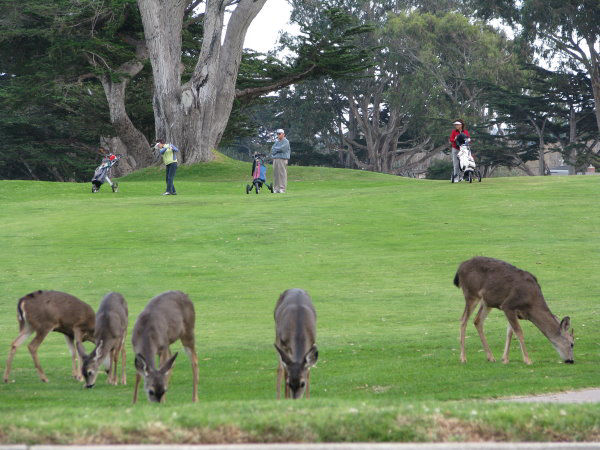 Golfers and deer at Pacific Grove, photo by James B Toy.