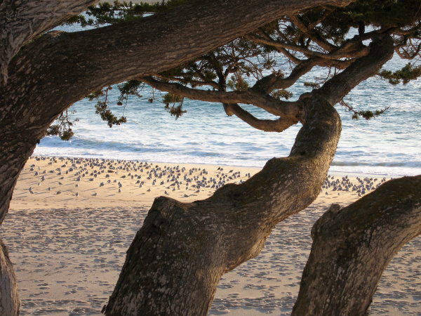 Seagulls And Cypress by James B Toy. Click to enlarge or purchase.