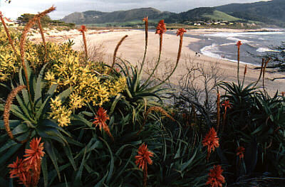 Overlooking Stewart's Cove at Carmel River Beach. Photo by James B Toy.