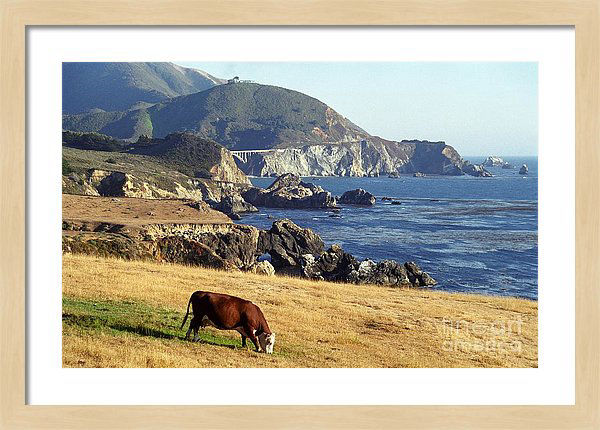 Big Sur Cow by James B Toy - click to order